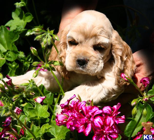 Puppies in Sacramento